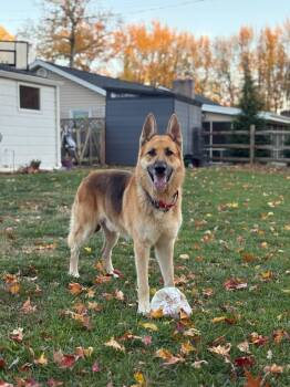 Rescue German Shepherd Dog and Alaskan Malamute Dogs for Adoption in Edgemoor, Delaware - KNOX | PetCurious