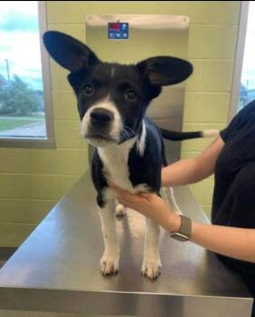 Terrier and Mixed Breed Dogs Available for Adoption in Blountville, Tennessee - Ladybug | PetCurious