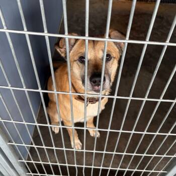 Shepherd Dogs Available for Adoption - Max | PetCurious