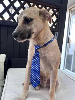 Elmer -  Mixed Breed Dog Available for Adoption in Athens, Ontario - Elmer | PetCurious