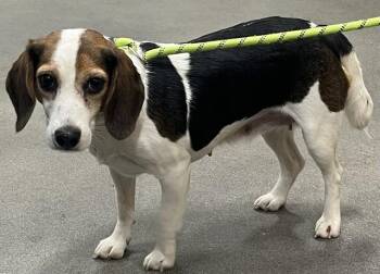 WINONA -  Beagle Dog for Adoption - WINONA | PetCurious