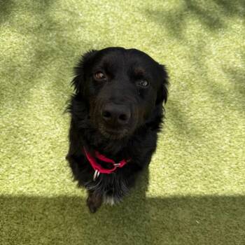 Bear -  Border Collie and Mixed Breed Dog for Adoption in Titusville, Florida - Bear | PetCurious