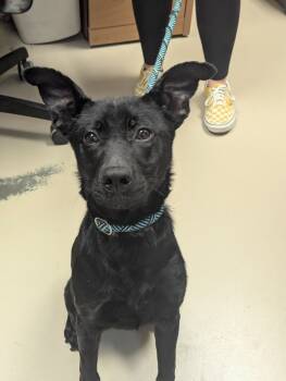 Rescue Shepherd Dogs for Adoption in Johnson City, Tennessee - Winnie | PetCurious