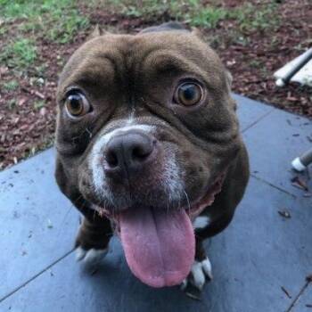 Rescue Staffordshire Bull Terrier Dogs for Adoption in Lake Worth Beach, Florida - Lola | PetCurious