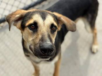 CHEDDAR -  German Shepherd Dog and Mixed Breed Dog for Adoption in Tulsa, Oklahoma - CHEDDAR | PetCurious