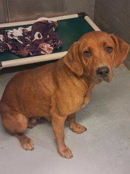 Pie -  Redbone Coonhound Dog for Adoption in Stuart, Virginia - Pie | PetCurious