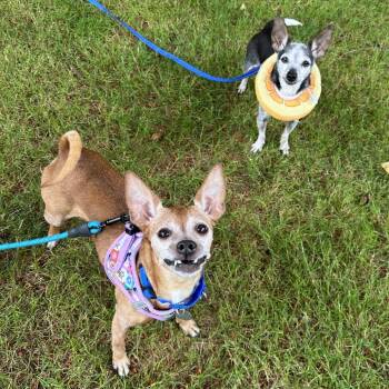 Chloe -  Chihuahua and Miniature Pinscher Dog for Adoption in Woodinville, Washington - Chloe | PetCurious