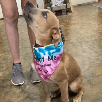 CARAMEL -  Mountain Cur Dog for Adoption in Chicopee, Massachusetts - CARAMEL | PetCurious