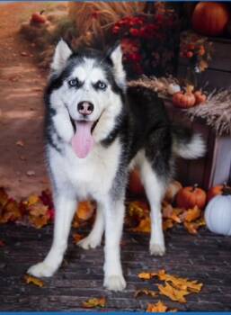 Rescue Siberian Husky and Mixed Breed Dogs for Adoption in Batavia, Ohio - Bean | PetCurious