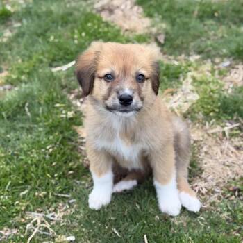 Great Pyrenees Dogs Available for Adoption - Sandy | PetCurious