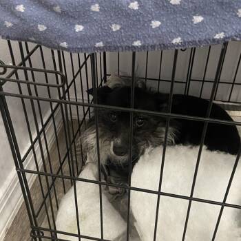 Wire Fox Terrier Dogs Available for Adoption in West Palm Beach, Florida - Ricky | PetCurious