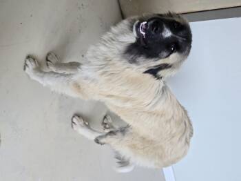 Rescue Anatolian Shepherd Dogs for Adoption in Dandridge, Tennessee - Shelby | PetCurious