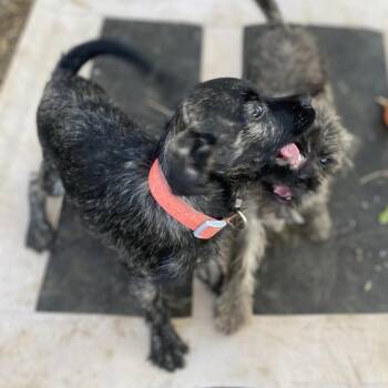 Bart -  Schnauzer and Terrier Dog for Adoption in Escondido, California - Bart | PetCurious