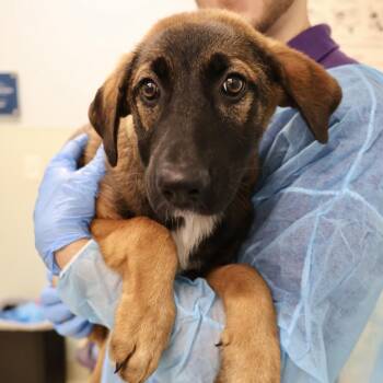 Cooper -  Shepherd Dog for Adoption in Briarcliff Manor, New York - Cooper | PetCurious