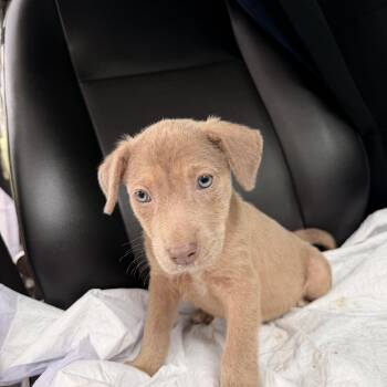 A litter Athena -  Labrador Retriever Dog for Adoption in Semmes, Alabama - A Litter Athena | PetCurious
