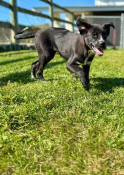 Rescue Cattle Dog and Great Pyrenees Dogs for Adoption in Hudson, New York - Roxy | PetCurious