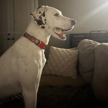 Moose -  Mixed Breed and English Pointer Dog for Adoption in Salt Lake City, Utah - Moose | PetCurious