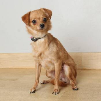 Pomeranian and Chihuahua Dogs Available for Adoption in Minnetonka, Minnesota - Rose D69410 | PetCurious
