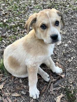 Great Pyrenees and English Coonhound Dogs Available for Adoption - Carrie | PetCurious