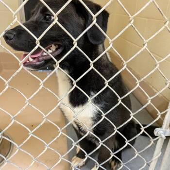 TJ -  Retriever Dog for Adoption in Fairfax Station, Virginia - TJ | PetCurious
