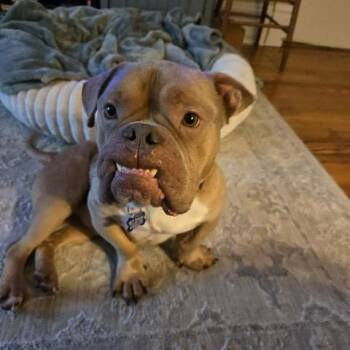 Frog -  American Bulldog Dog for Adoption in Chicago, Illinois - Frog | PetCurious