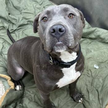 Rescue Pit Bull Terrier Dogs for Adoption in Martinsburg, West Virginia - Thor | PetCurious