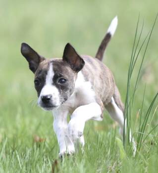 Chihuahua and Australian Shepherd Dogs Available for Adoption in Mechanicsburg, Pennsylvania - Christopher | PetCurious