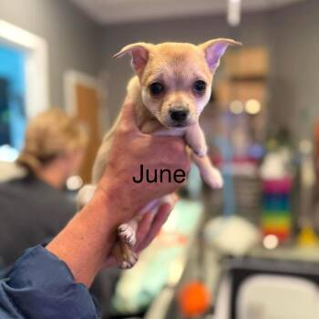 Chihuahua and Mixed Breed Dogs Available for Adoption in Bend, Oregon - June | PetCurious