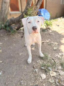 Rescue Pit Bull Terrier Dogs for Adoption in Indianapolis, Indiana - Petunia | PetCurious