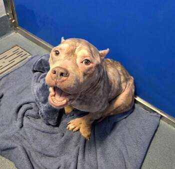 BELLE -  American Bulldog Dog for Adoption in Tallahassee, Florida - BELLE | PetCurious