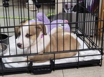 Winona -  Siberian Husky and Hound Dog for Adoption in Hobart, Indiana - Winona | PetCurious