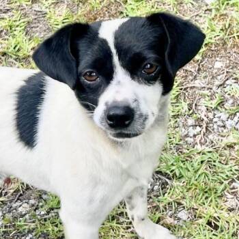 Bandit -  Chihuahua and Jack Russell Terrier Dog for Adoption in Warrior, Alabama - Bandit | PetCurious