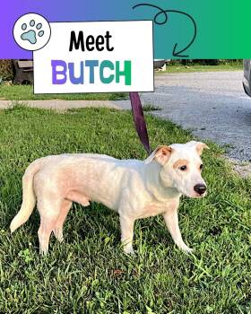 Butch -  Jack Russell Terrier and Australian Cattle Dog Blue Heeler Dog for Adoption in Sulphur, Kentucky - Butch | PetCurious