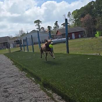 Pit Bull Terrier Dogs Available for Adoption in Newport, North Carolina - Ivy | PetCurious