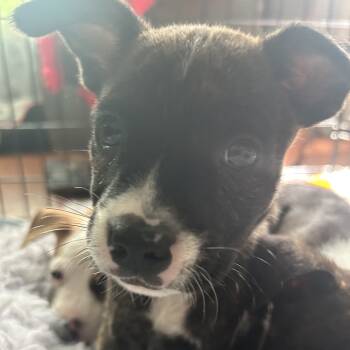 Rescue Mixed Breed Dogs for Adoption in Webster, Texas - Dot | PetCurious