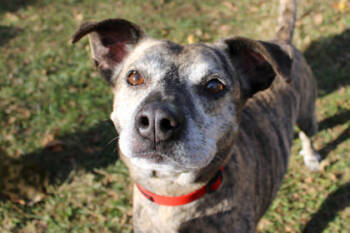 Rescue Terrier and Beagle Dogs for Adoption in Kansas City, Missouri - Tiger | PetCurious