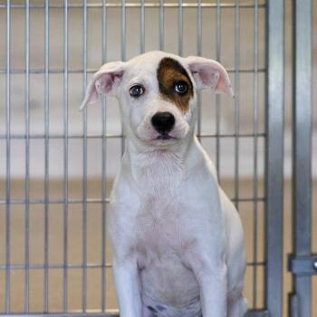 Sophie -  Mixed Breed Dog for Adoption in Bradenton, Florida - Sophie | PetCurious