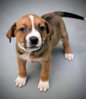 Boxer and Mixed Breed Dogs Available for Adoption in Riverside, California - PADME | PetCurious
