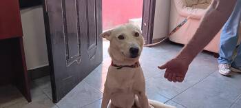 Houdini -  German Shepherd Dog and Husky Dog for Adoption in San Diego, California - Houdini | PetCurious