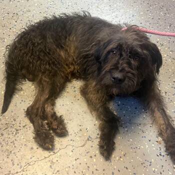 Dice -  Terrier and Mixed Breed Dog for Adoption in Tuscaloosa, Alabama - Dice | PetCurious