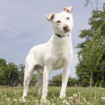 Mixed Breed Dogs Available for Adoption in Franklin, Tennessee - Oreo | PetCurious