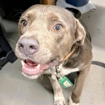 Boo Boo -  Pit Bull Terrier Dog for Adoption in Wake Forest, North Carolina - Boo Boo | PetCurious