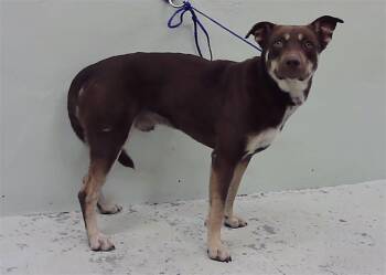 Rescue Australian Kelpie and Mixed Breed Dogs for Adoption in Houston, Texas - A2038713 | PetCurious