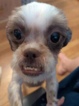 Dahlia -  Shih Tzu Dog for Adoption in Caldwell, New Jersey - Dahlia | PetCurious