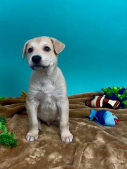 Shepherd and Husky Dogs Available for Adoption in Phoenix, Arizona - Halibut | PetCurious