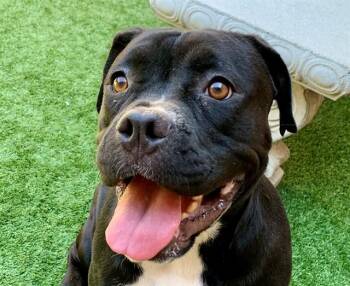 KITTY -  Mastiff and Mixed Breed Dog for Adoption in Moreno Valley, California - KITTY | PetCurious