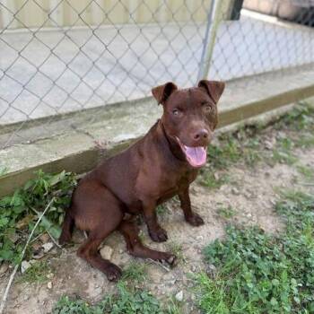 Labrador Retriever and Patterdale Terrier Fell Terrier Dogs Available for Adoption in Carencro, Louisiana - Micholas | PetCurious