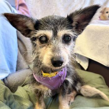 Zipper 14115 -  Terrier Dog for Adoption in San Francisco, California - Zipper 14115 | PetCurious