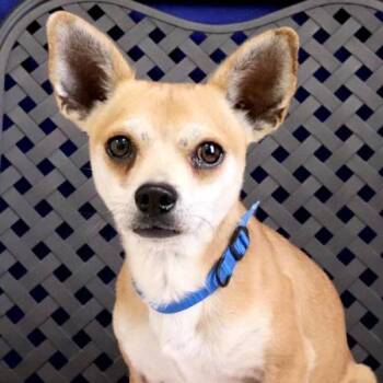 Rescue Chihuahua Dogs for Adoption in Fort Davis, Texas - Gidget | PetCurious