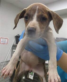 Pit Bull Terrier Dogs Available for Adoption in Oklahoma City, Oklahoma - A472732 | PetCurious